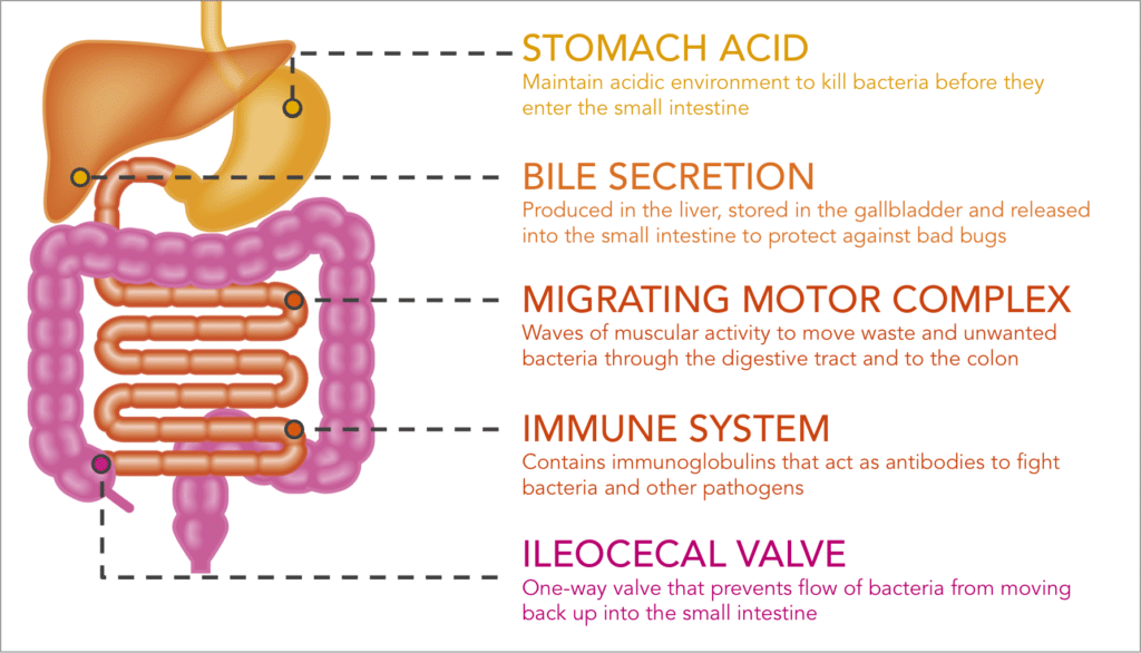 Gut facts