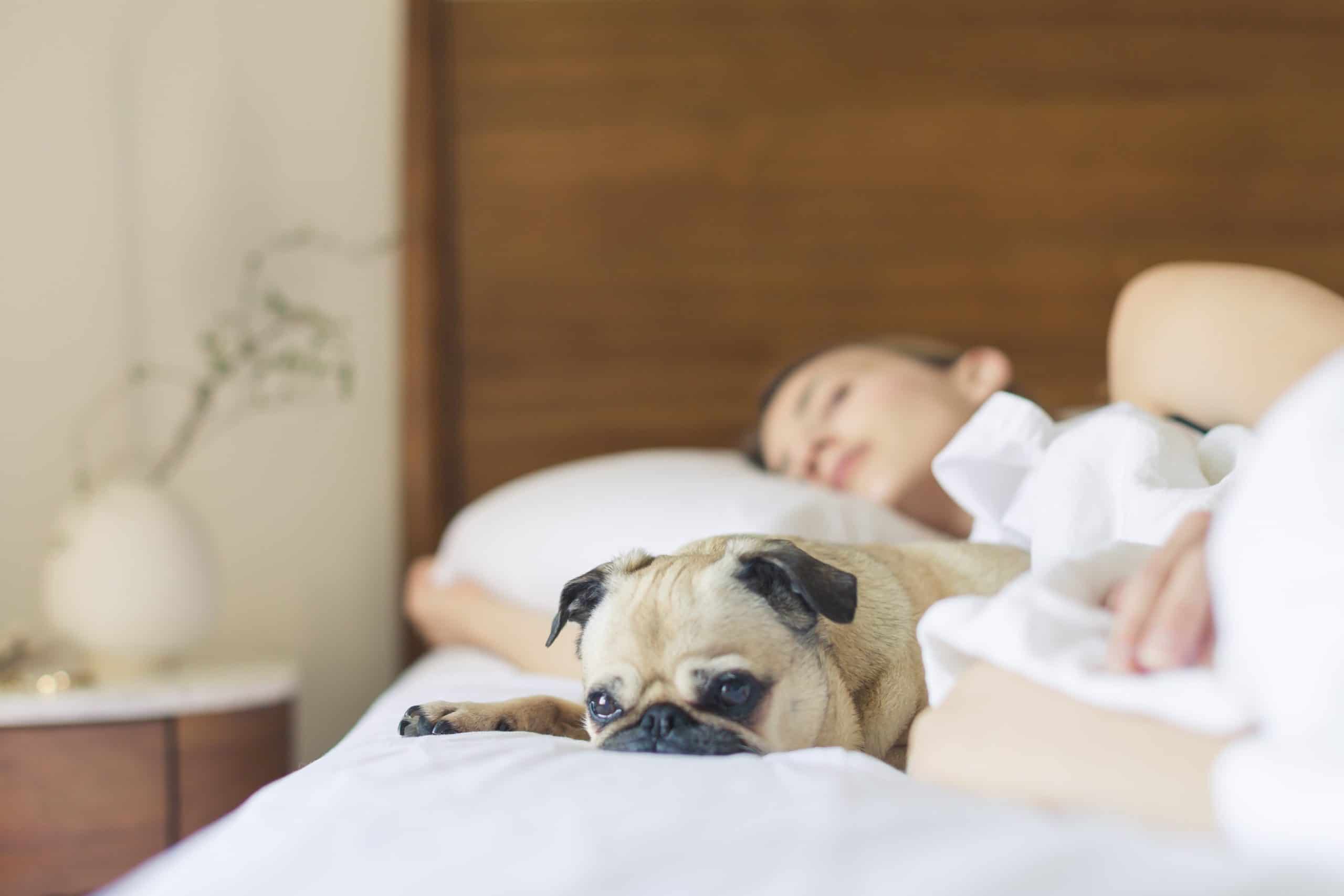 woman sleeping in bed with her pugSleep restores