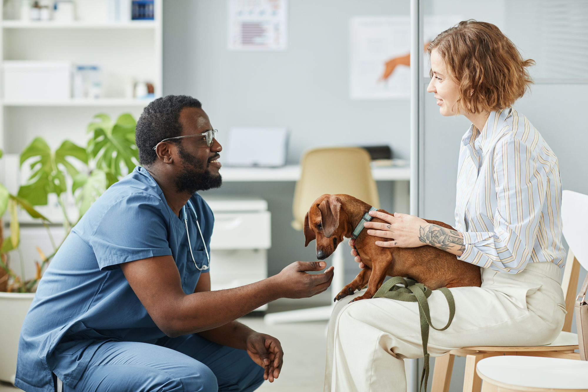 Understanding Pet Insurance - VSMG